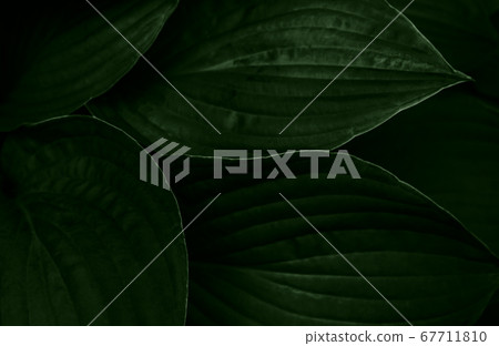 Dark green leaves background. Close-up. Top view. 67711810