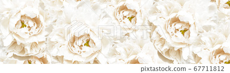 Banner with white peony flower background. 67711812