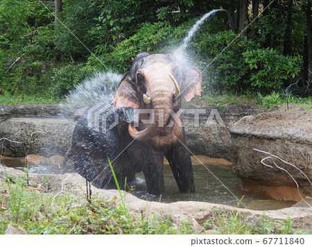 印度大象沐浴 印度大象沐浴 67711840