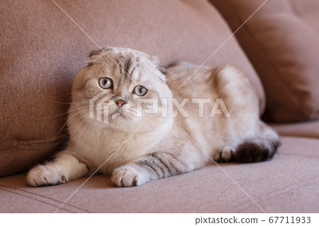 Portrait of a scottish fold cat. Gray cat with 67711933