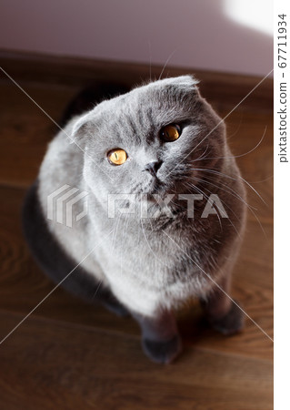 The gray cat sits beautifully and happily on the 67711934