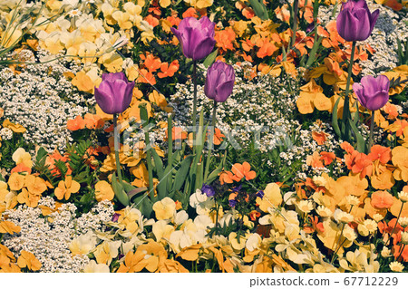 Yokohama · Yamashita Park 67712229