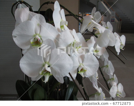 白色蘭花花 白色蘭花花 67712873
