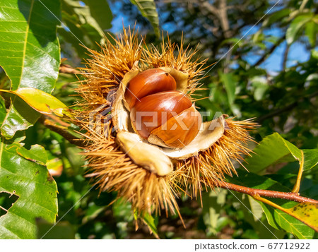Chestnut Chestnut 67712922