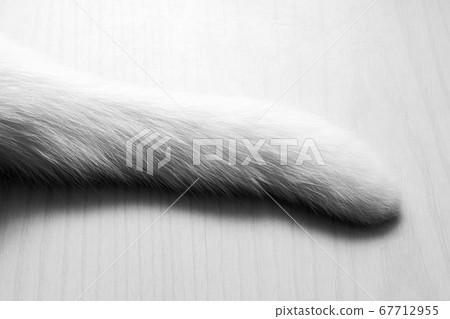 White tail of white cat in black and white 67712955