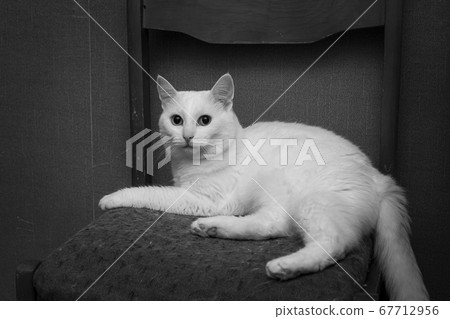 White cat on a black and white photo in dark old room on a chair White cat on a black and white photo in dark old room on a chair 67712956