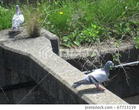 pigeon pigeon 67713139