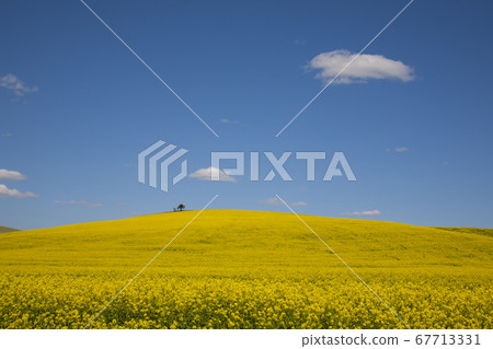 強姦花園 強姦花園 67713331