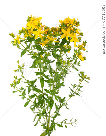 St. John's wort flowers, isolated on white 67713505