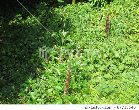 Bamboo bamboo shoots 67713540