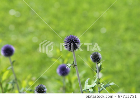 Echinus ruritama thistle Echinus ruritama thistle 67713751