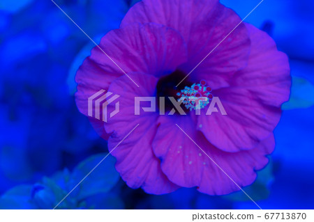 藍芙蓉 藍芙蓉 67713870