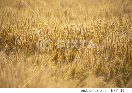 A fruitful wheat field A fruitful wheat field 67713934