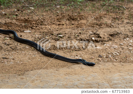 Cobra or Indian cobra or Naja naja or spectacled cobra or Asian cobra or binocellate cobra a venomous snake or serpent at jhalana forest or leopard reserve jaipur rajasthan india 67713983
