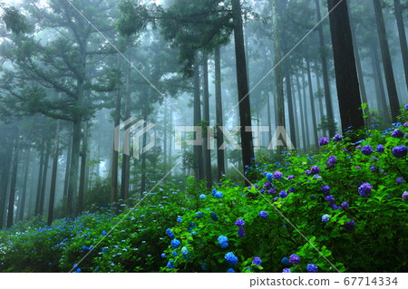 Hydrangea in the forest 67714334