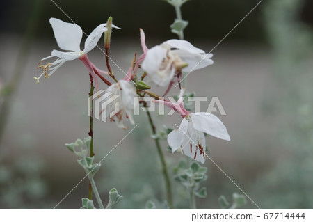 Flowers Flowers 67714444