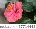 Hibiscus Hibiscus 67714448