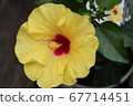 Hibiscus Hibiscus 67714451