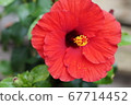Hibiscus Hibiscus 67714452