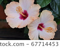Hibiscus Hibiscus 67714453