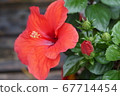 Hibiscus Hibiscus 67714454