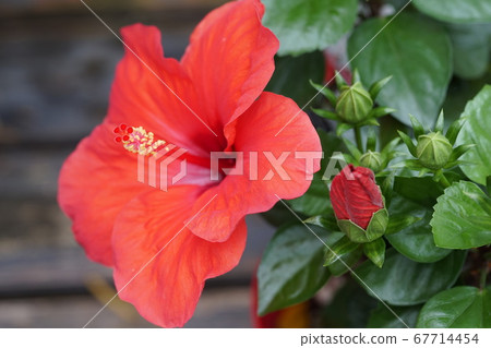 Hibiscus 67714454