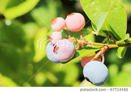 藍莓收穫 藍莓收穫 67714498