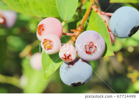藍莓水果 藍莓水果 67714499