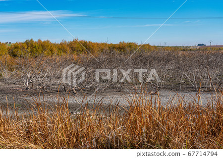 Tablas de Daimiel National Park, Castilla la Tablas de Daimiel National Park, Castilla la 67714794