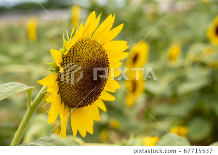 Sunflower realism blue sky plant landscape close-up outdoor sunflower ひまわり サンフラワー 67715537