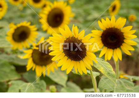 向日葵 真實 現實主義 藍天 植物 風景 特寫 戶外 sunflower ひまわり サンフラワー 向日葵 真實 現實主義 藍天 植物 風景 特寫 戶外 sunflower ひまわり サンフラワー 67715538