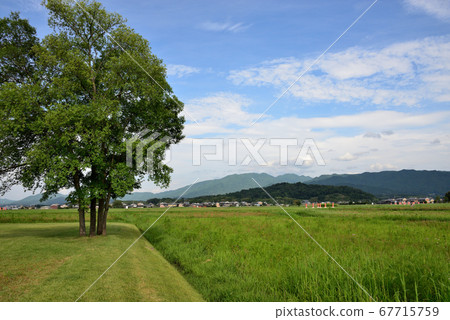 Fujiwara Palace Ruins 67715759