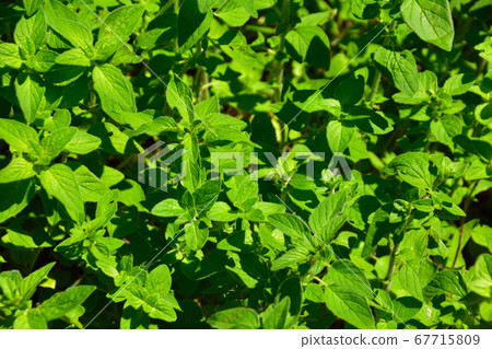 牛至 牛至 67715809