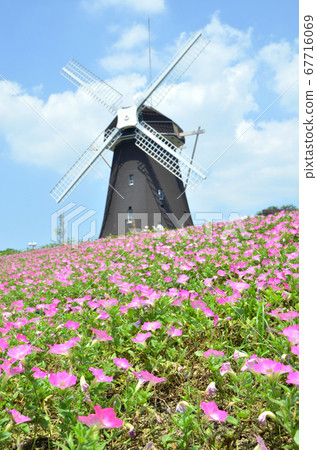Windmill Hill with Petunia Flowers (Tsurumi Ryokuchi Park, Osaka) 67716069