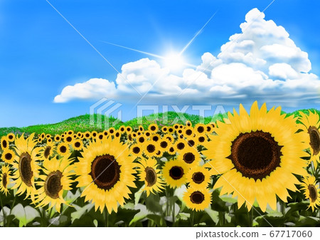 Sunflower Sunflower 67717060