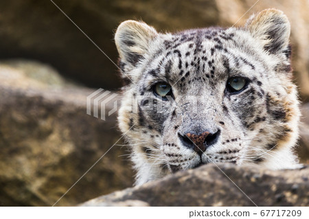 Snow Leopard On The Rocks Stock Photo