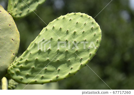 prickly pear Sicily Mediterranean Sea Cactus 67717260