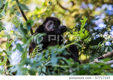 Sticking its tongue out 67717285