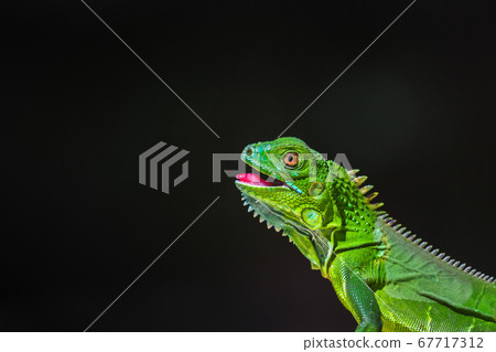 Juvenile Green Iguana basking Juvenile Green Iguana basking 67717312