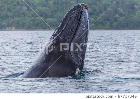 Close-up of a humpback whale breaching 67717349