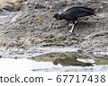 Black Vulture foraging in the rock pools 67717438