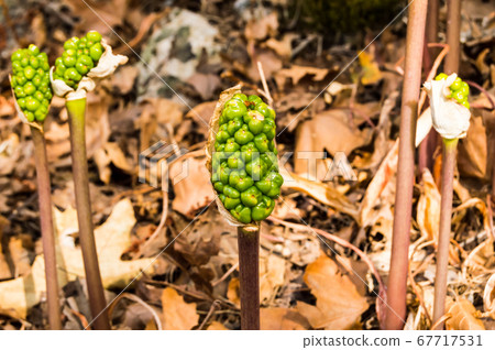 Jack-in-the-pulpit Fruit, Arisaema triphyllum. 67717531