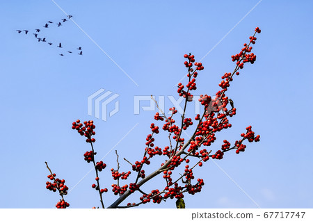 Viburnum fruit 67717747