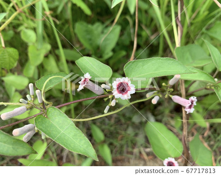 The flower of Skunk vine The flower of Skunk vine 67717813