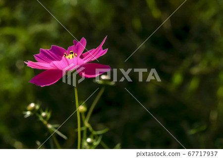 Cosmos 67717937