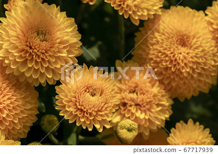 Chrysanthemum Chrysanthemum 67717939