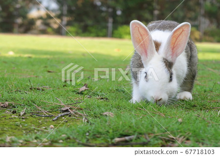 Rabbits on Rabbit Island (Okuno Island) Rabbits on Rabbit Island (Okuno Island) 67718103