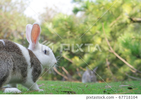 Rabbits on Rabbit Island (Okuno Island) Rabbits on Rabbit Island (Okuno Island) 67718104