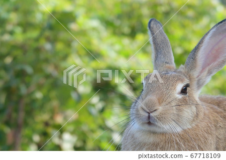 Rabbits on Rabbit Island (Okuno Island) Rabbits on Rabbit Island (Okuno Island) 67718109