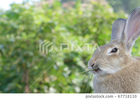 Rabbits on Rabbit Island (Okuno Island) Rabbits on Rabbit Island (Okuno Island) 67718110